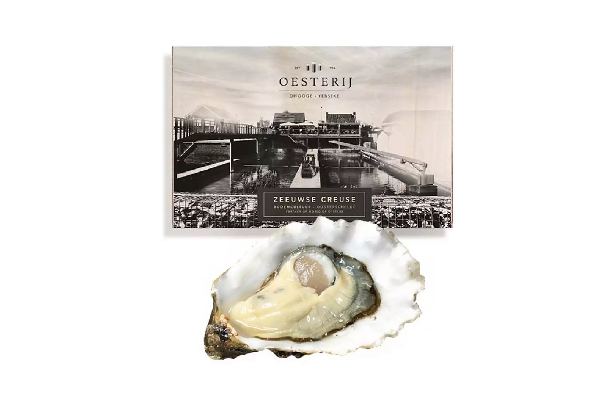 Zeeuwse Creuse I Oosterschelde - Zeeland – Vishandel STELOY Mortsel