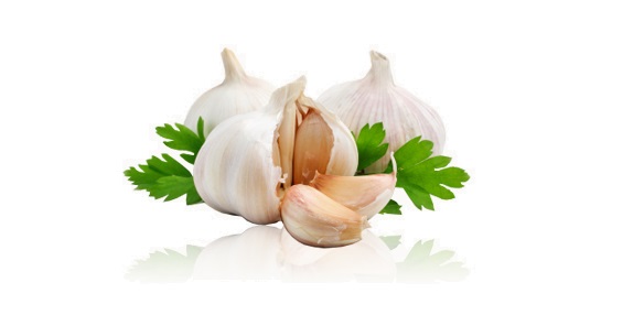 verse knoflook