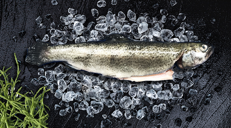 verse forel heel