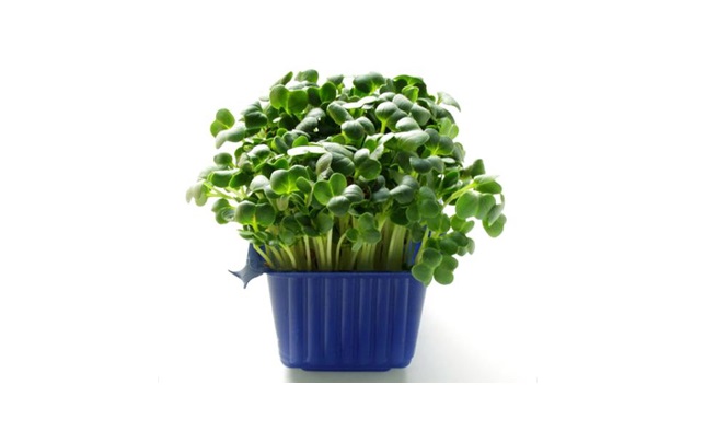 Daikon Cress Vers
