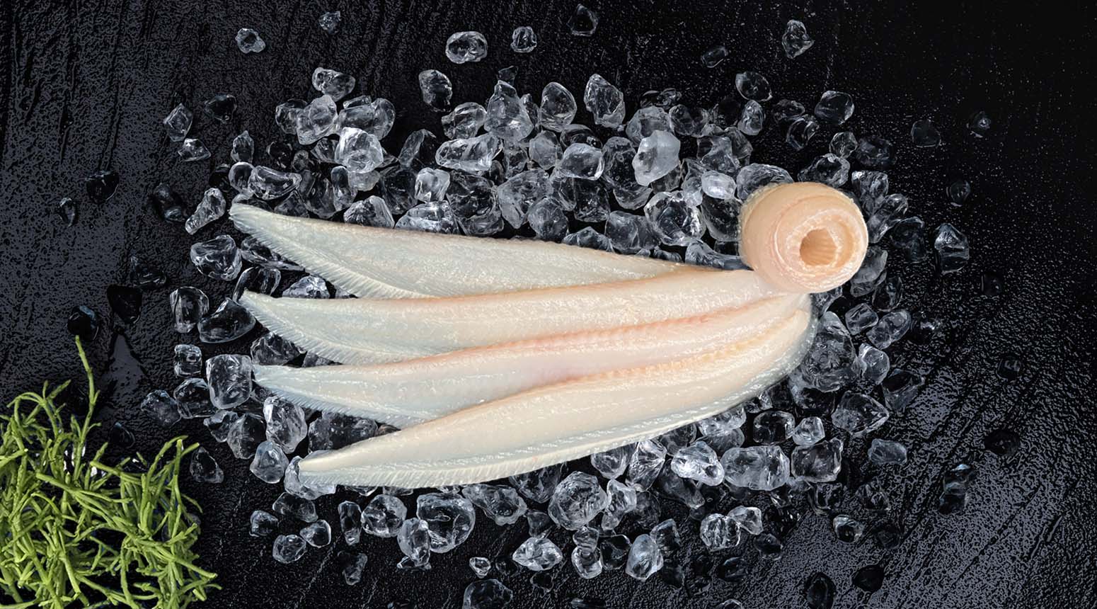 zeetongfilet